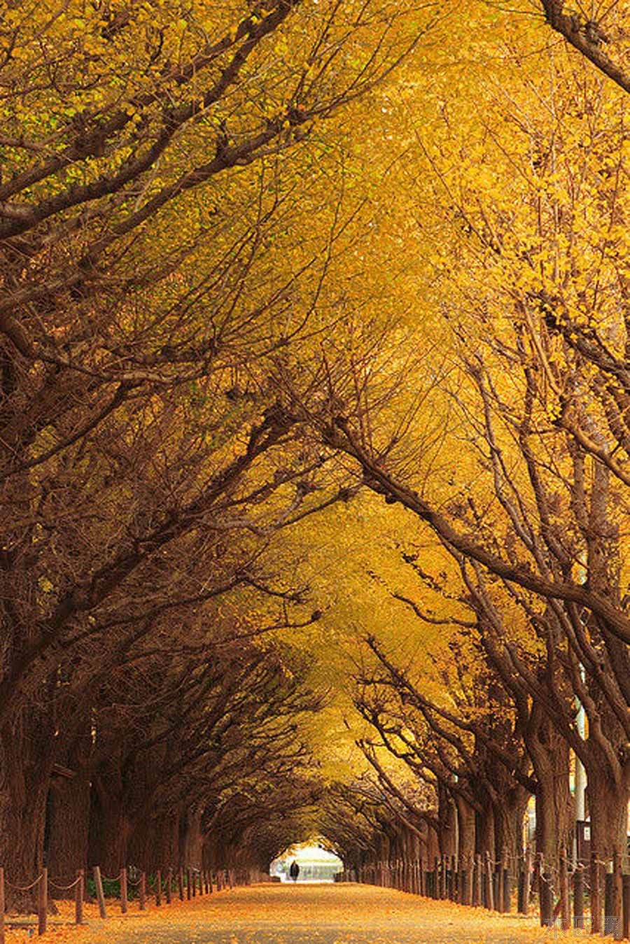 人间仙境：盘点世界上十个最美丽的树隧道