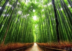 人间仙境：盘点世界上十个最美丽的树隧道