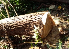 伐树经验分享，关键时老木匠指点，深刻意识到安全是底线