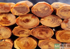 什么是琥珀木，用虎柏木木材做的手串有什么作用？