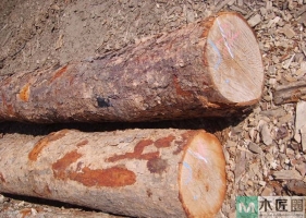 什么是铁桦木，什么被称为最硬的木材？