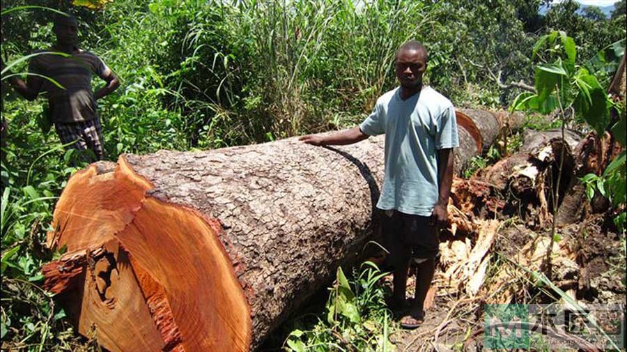 奥氏黄檀，主产于缅甸、泰国和老挝