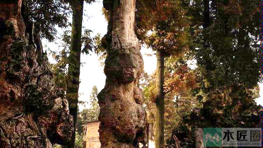 瘿木，是泛指所有长有结巴的树木，结巴也称为“瘿结”