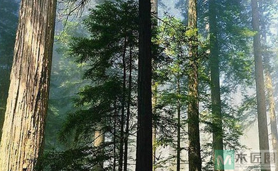 什么是红木？红木种类有哪些？