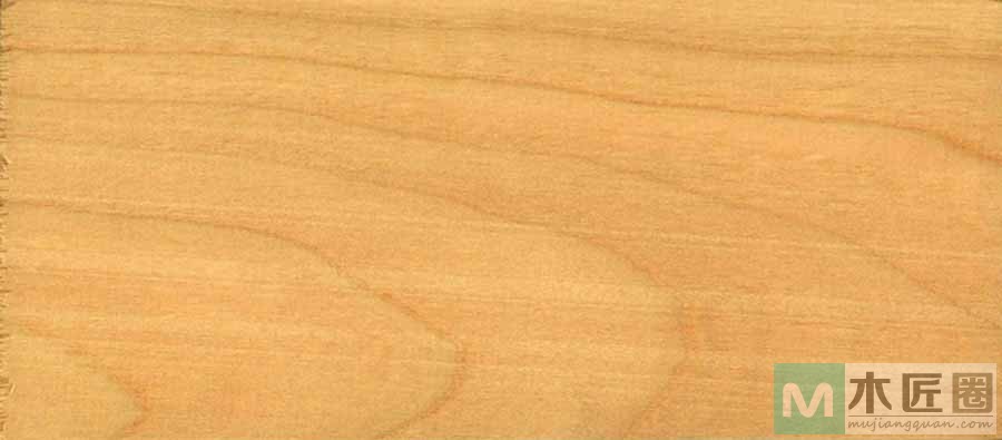 北美红樱桃实木，木材的弯曲性能好，硬度低