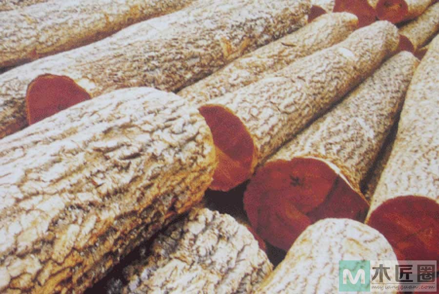 黄菠萝木手串，黄菠萝木是我国三大珍贵阔叶树种之一