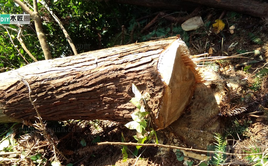 伐树经验分享，关键时老木匠指点，深刻意识到安全是底线