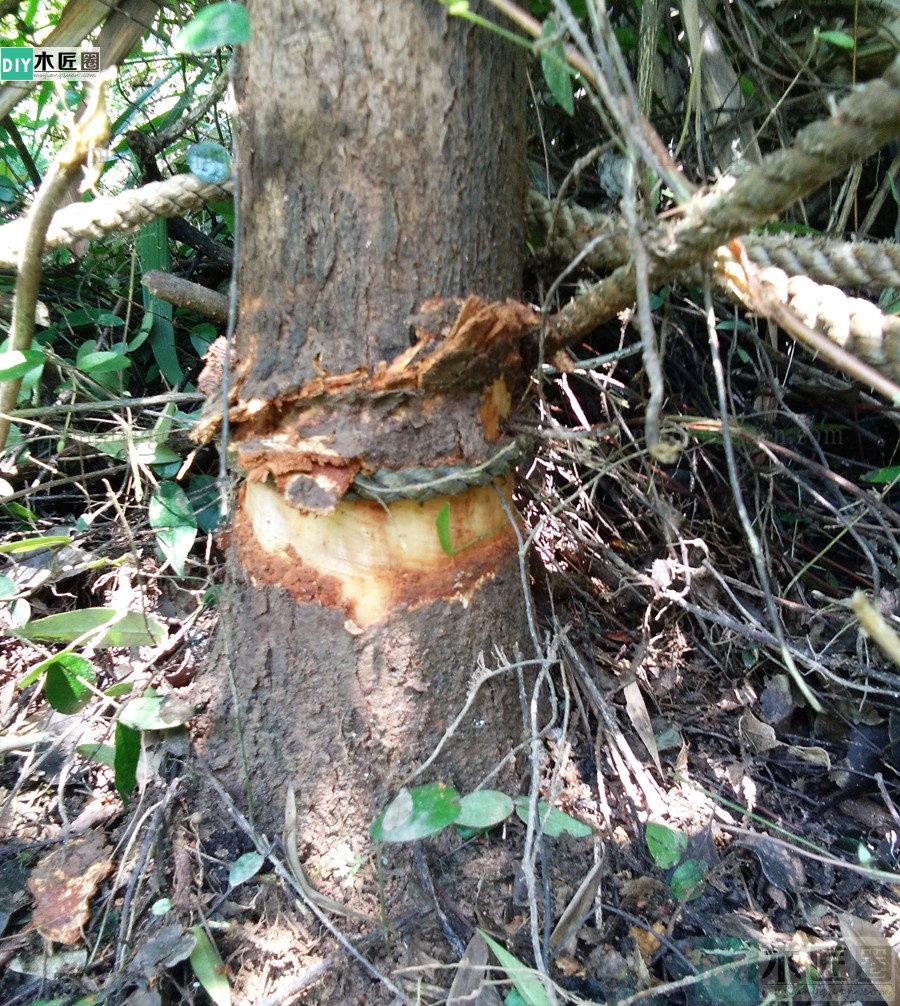 伐树经验分享，关键时老木匠指点，深刻意识到安全是底线