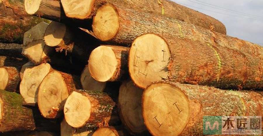 榴莲木，是一种热带常绿乔木，树高可达50米