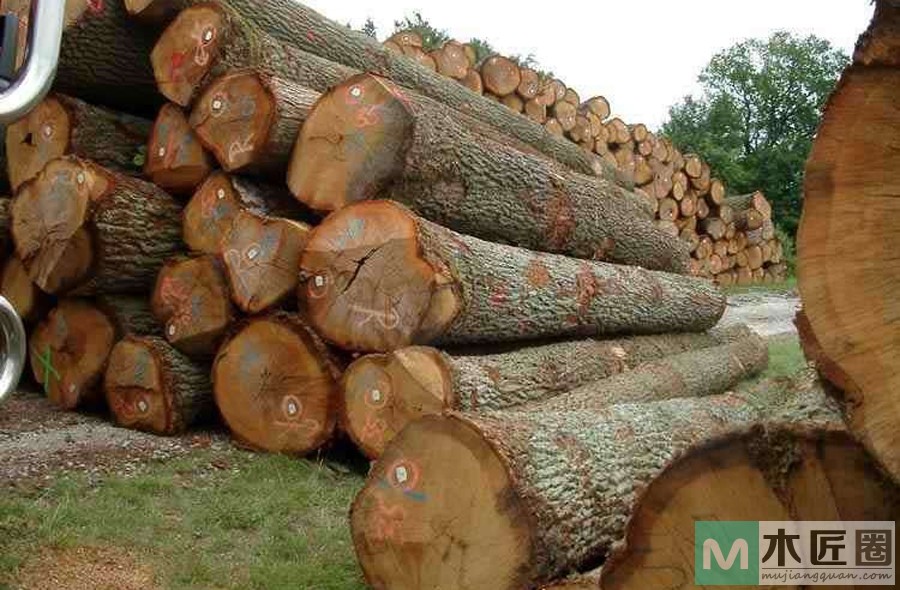 什么是刺猬紫檀？刺猬紫檀优缺点是什么？