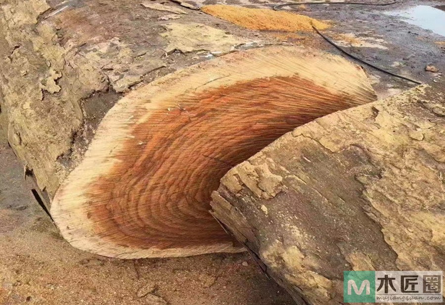 什么是刺猬紫檀？刺猬紫檀优缺点是什么？