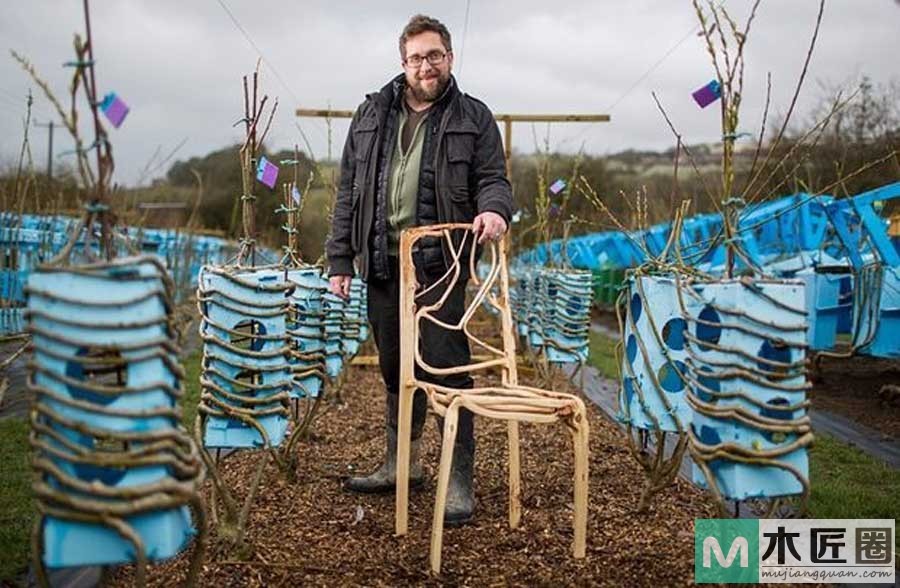 播下树苗长出椅子，一个种出来的创意家具