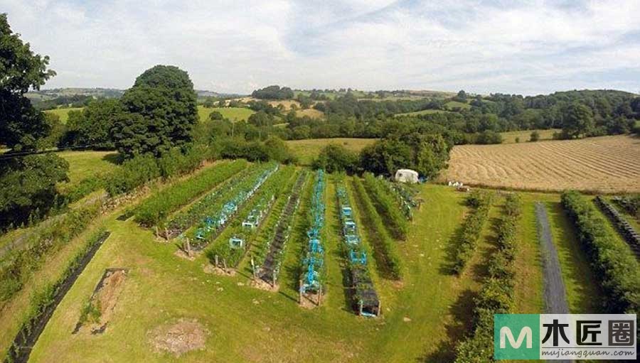 播下树苗长出椅子，一个种出来的创意家具