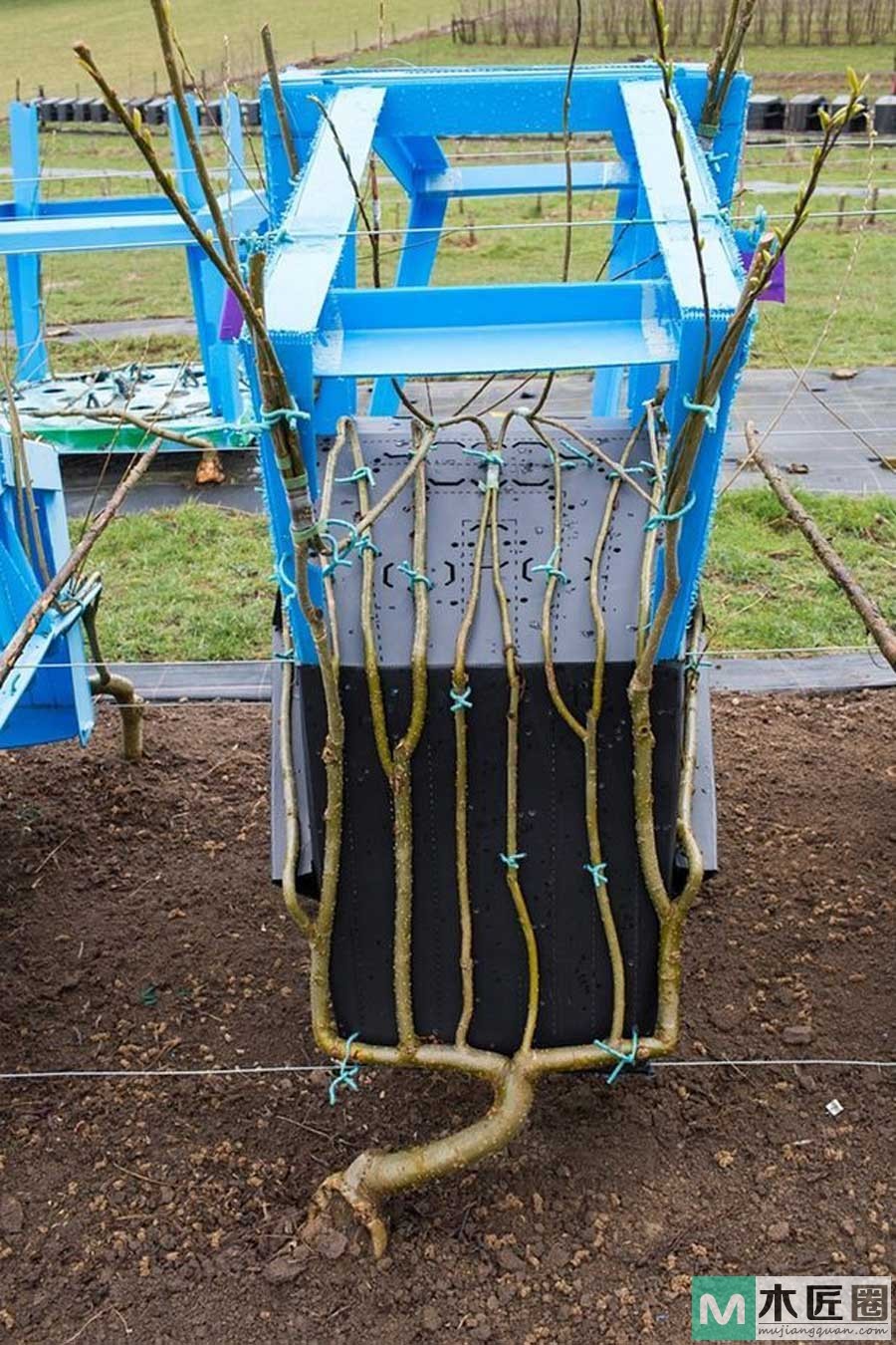 播下树苗长出椅子，一个种出来的创意家具