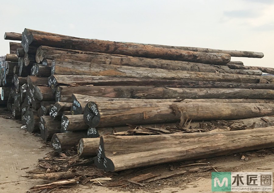 亚历山大紫檀的识别与用途