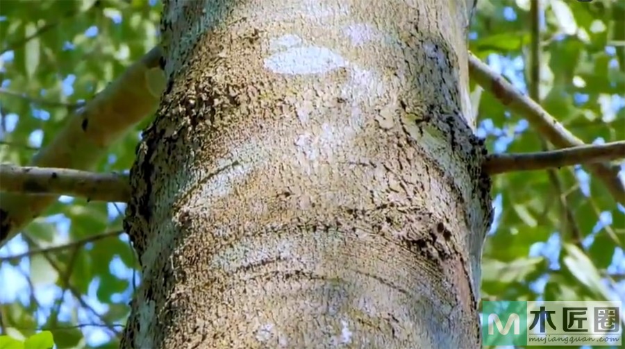 什么叫乌木怎么区别，现代乌木的特征有哪些？