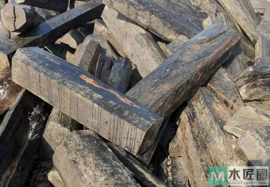 什么是厚瓣乌木，厚瓣乌木特征是什么？