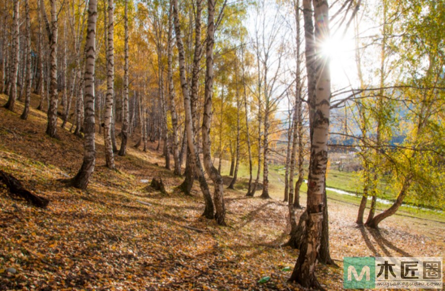 什么是铁桦木，什么被称为最硬的木材？