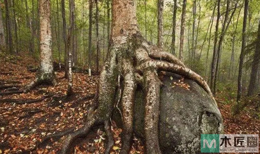 什么是铁桦木，什么被称为最硬的木材？