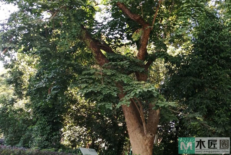 什么是紫檀木？紫檀木家具的优缺点是什么？