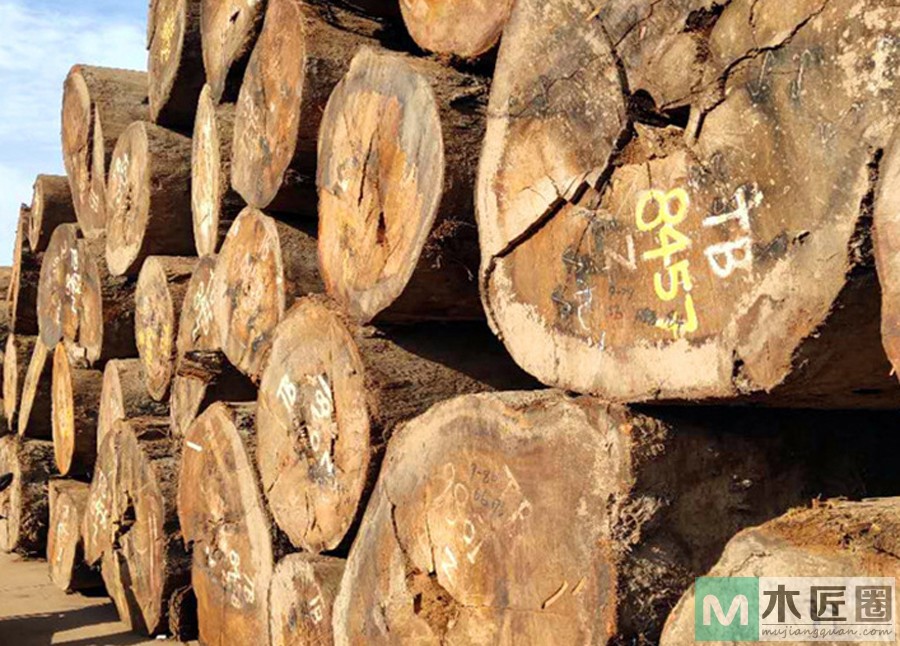 褐榄仁是什么木材？褐榄仁树有哪些特征？