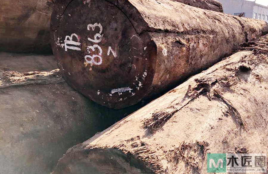 褐榄仁是什么木材？褐榄仁树有哪些特征？