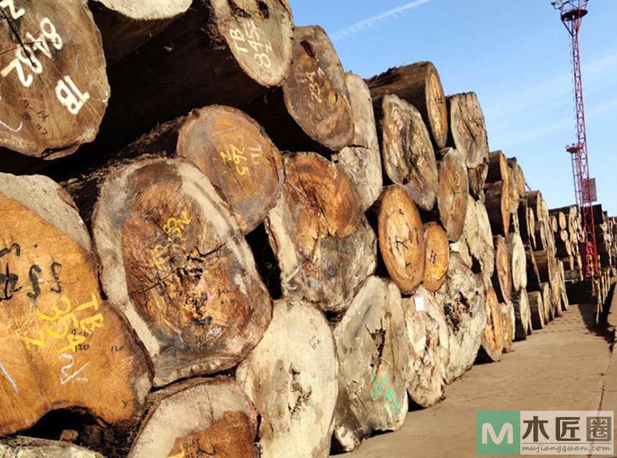 褐榄仁是什么木材？褐榄仁树有哪些特征？