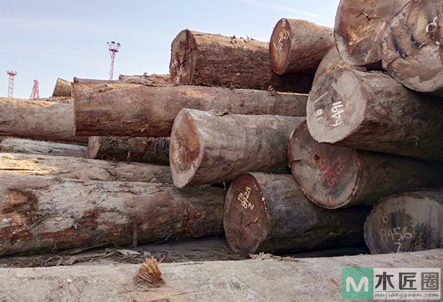 褐榄仁是什么木材？褐榄仁树有哪些特征？