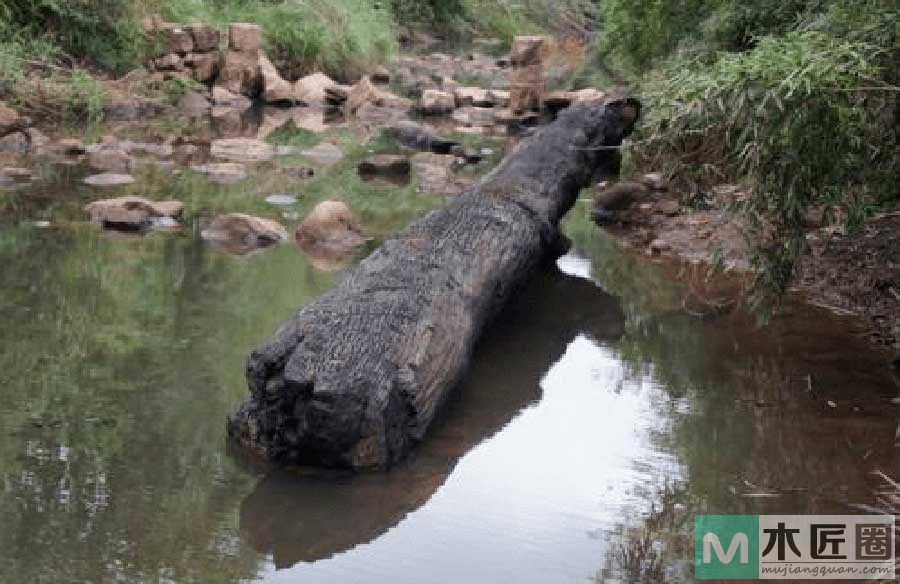 什么是乌木？乌木有什么特点？