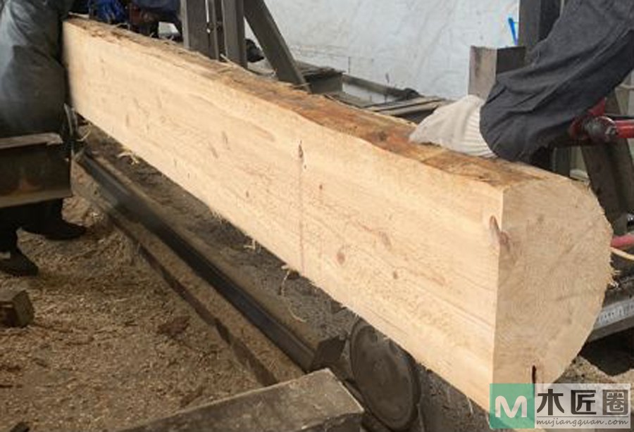 俄罗斯樟子松，材质较强，纹理直，可供建筑、家具等用材