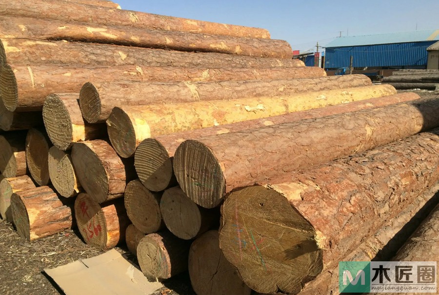 俄罗斯樟子松，材质较强，纹理直，可供建筑、家具等用材