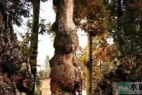 瘿木，是泛指所有长有结巴的树木，结巴也称为“瘿结”