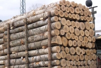 世界各国木材资源一览