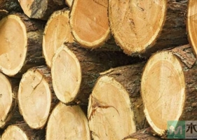 降香黄檀，其木材被称为“黄花梨”，俗称“降压木”