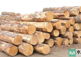 花旗松，是常用木材，用于在民宅、商业建筑等建造中