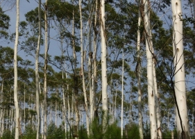 什么是桉栎树？木材的特性是怎么样的？