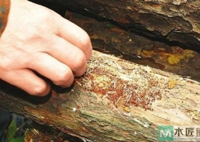 木材干燥前的保护措施，以及名称干燥的方法