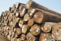 常见的木材种类有哪些？