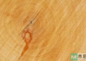 什么是铁桦木，什么被称为最硬的木材？